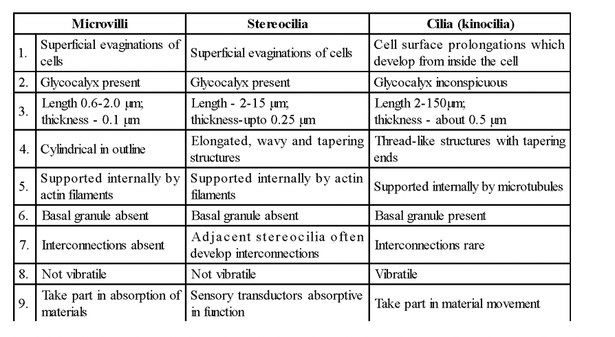 Epithelial Tissue Chart